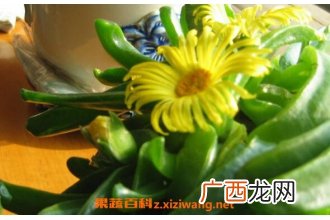 佛手花如何养 佛手花的家庭养殖方法