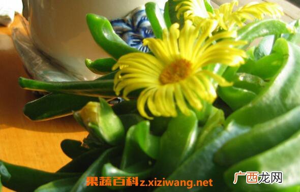 佛手花如何养 佛手花的家庭养殖方法