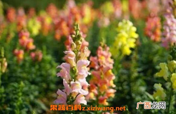 金鱼草怎么养殖方法 金鱼草怎么修剪