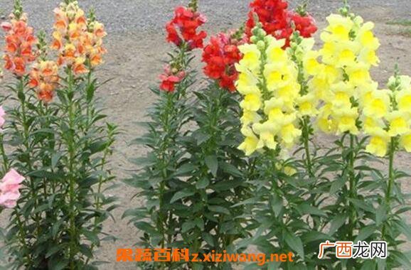 金鱼草怎么养殖方法 金鱼草怎么修剪