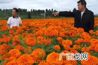 万寿菊和金盏菊的区别