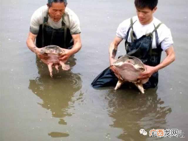 2019年最有前景的几大项目 养殖业什么最赚钱