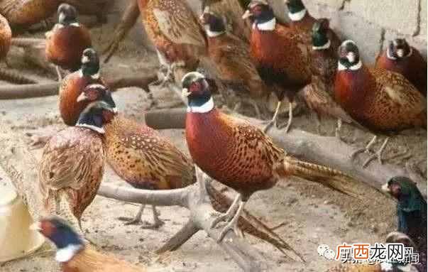 2019年最有前景的几大项目 养殖业什么最赚钱