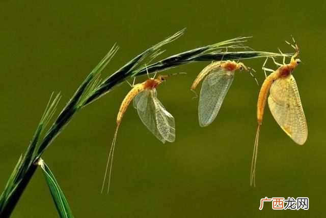 蜉蝣吃什么 蜉蝣是什么动物