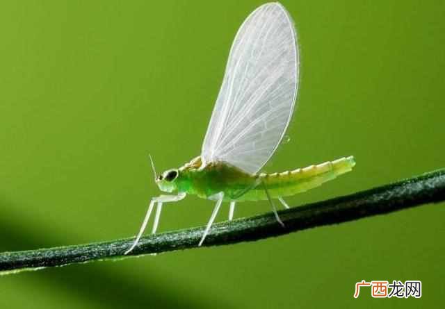 蜉蝣吃什么 蜉蝣是什么动物