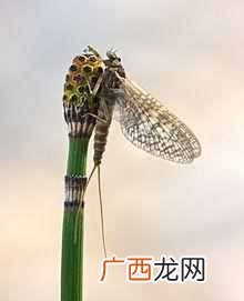 蜉蝣吃什么 蜉蝣是什么动物