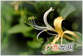 麦粒肿有哪些症状 麦粒肿是什么原因引起的