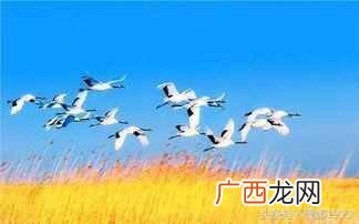 中国国鸟有哪些特点 中国的国鸟是什么