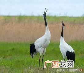 中国国鸟有哪些特点 中国的国鸟是什么