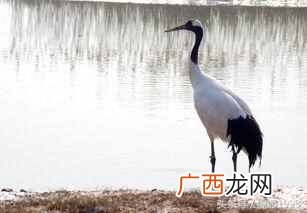 中国国鸟有哪些特点 中国的国鸟是什么