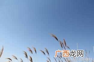 中国国鸟有哪些特点 中国的国鸟是什么