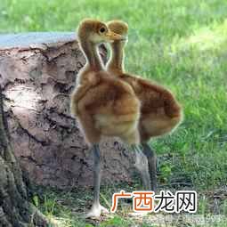 中国国鸟有哪些特点 中国的国鸟是什么