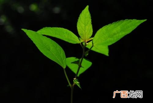 铁苋是什么铁苋的药用价值