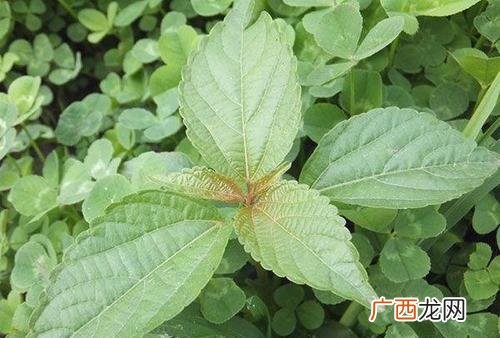 铁苋是什么铁苋的药用价值