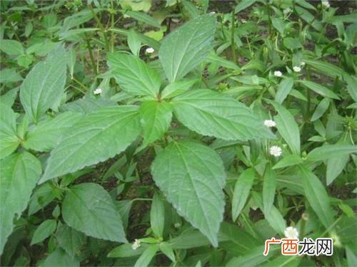 铁苋是什么铁苋的药用价值