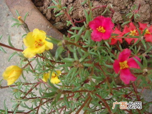 午时花是什么午时花有哪些药用价值