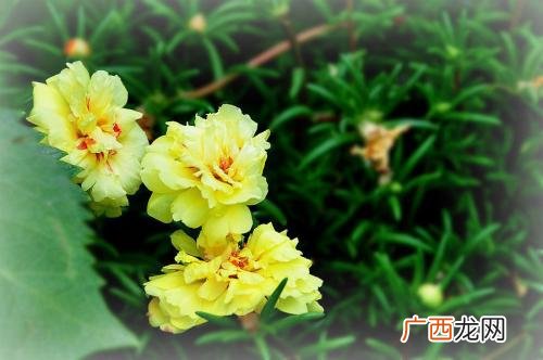 午时花是什么午时花有哪些药用价值