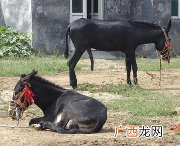 驴马是怎么配对 种驴养殖场