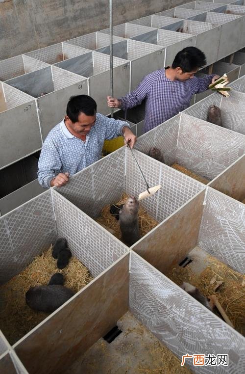 重庆哪里有竹鼠养殖场 重庆刘勇竹鼠养殖基地
