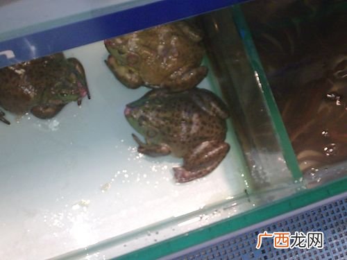 黄沙市场今日泰蛙价格 最新泰蛙养殖