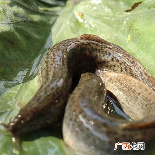 养泥鳅一亩投入利润 2017致富经养殖台湾泥鳅