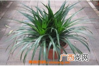 龙须树和龙血树的区别 龙须树怎么养
