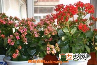 家里千万不能养的6种花 哪些花不能养殖在家里