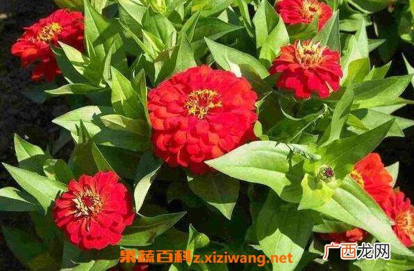 家里千万不能养的6种花 哪些花不能养殖在家里