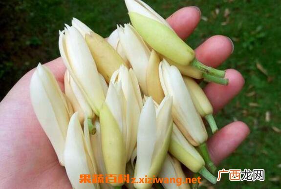 白兰花纯露的功效与作用