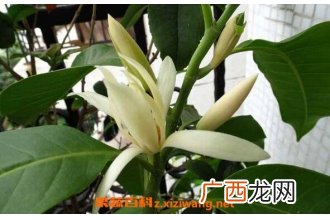 白兰花泡水的功效 白兰花如何泡水