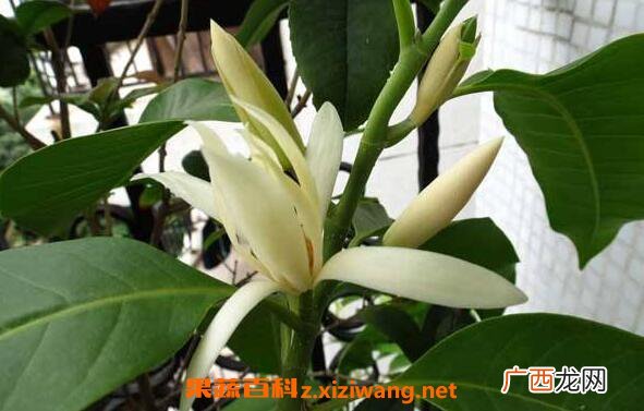 白兰花泡水的功效 白兰花如何泡水