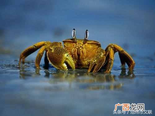 给你讲个故事 螃蟹为什么横着走