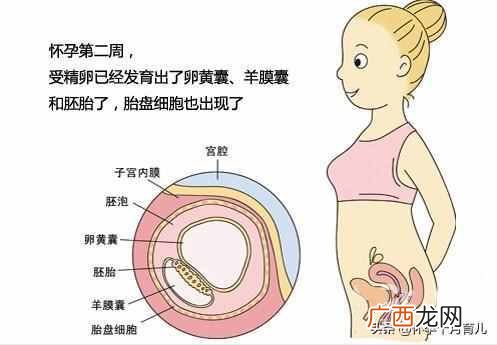 怀孕一个月有什么症状(孕妈需要注意的这些问