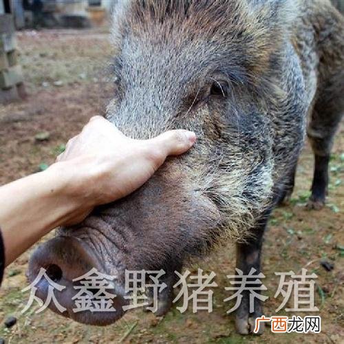 山西野猪养殖 安徽养殖野猪在哪里