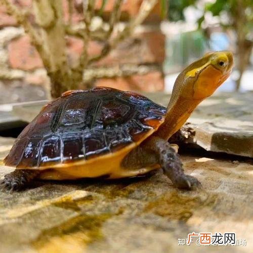 安缘龟寿命有多长 安缘龟养殖视频