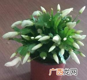 全国最大白鹇养殖场 白色养殖场