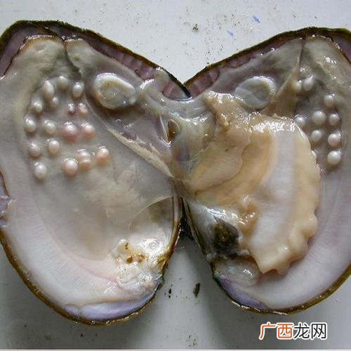 珍珠蚌壳养殖网夹 蚌壳养殖视频