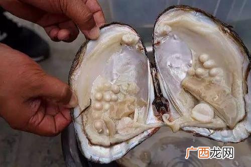 珍珠蚌壳养殖网夹 蚌壳养殖视频