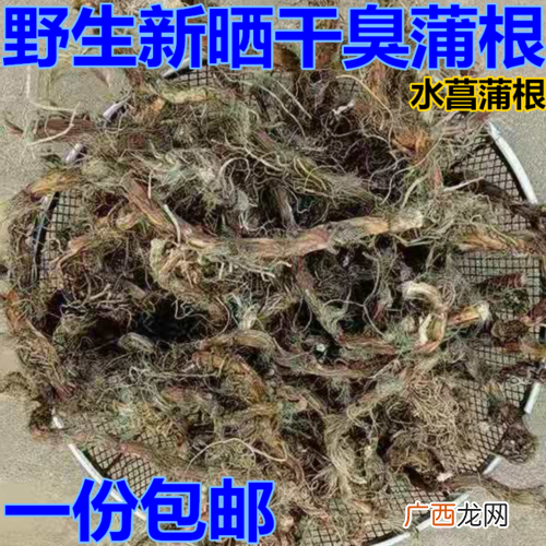 虫草种植基地 虫虫草 水产养殖