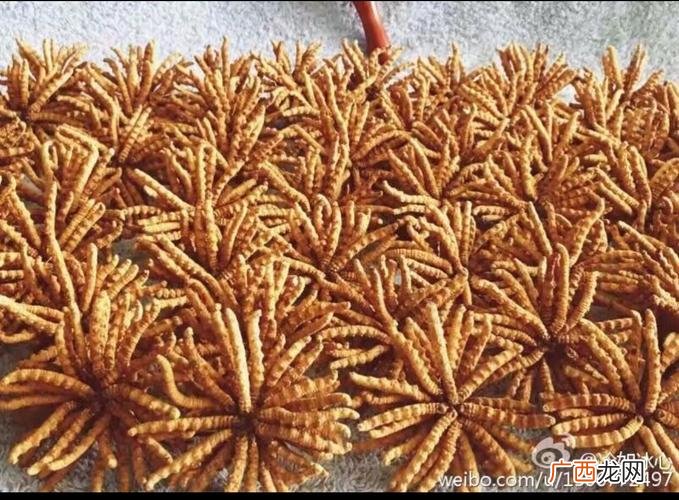 虫草种植基地 虫虫草 水产养殖
