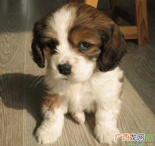 养狗技术资料大全 宠物狗的养殖技术