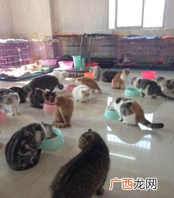 宠物狗什么品种好养 宠物狗养殖趋势