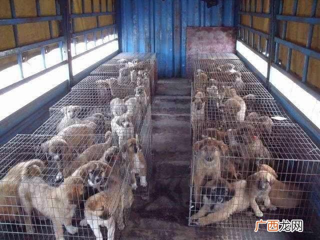 宠物狗什么品种好养 宠物狗养殖趋势