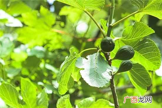 高血脂有什么危害 高血脂不能吃什么食物
