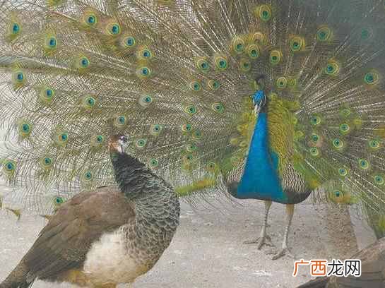 孔雀的尾巴像什么一样（尾巴什么情况下会开屏