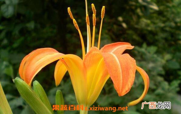 萱草花的功效与作用 萱草花的花语是什么