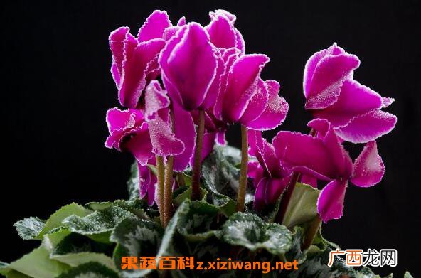 仙客来的药用价值 仙客来的副作用
