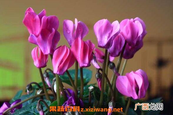 仙客来的药用价值 仙客来的副作用