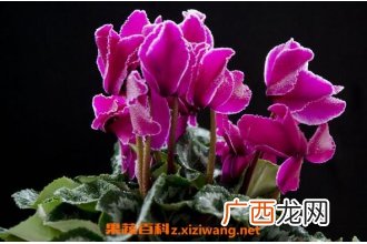 仙客来的药用价值 仙客来的副作用
