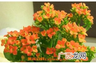 长寿花的功效与作用 长寿花对风水的影响